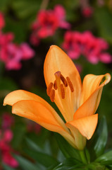 Yellow lily flower