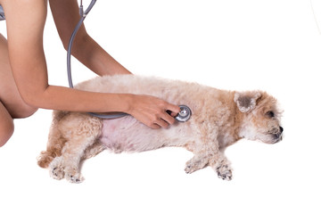 veterinarian with stethoscope examines a dog