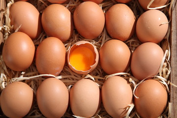 eggs
