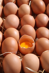 eggs