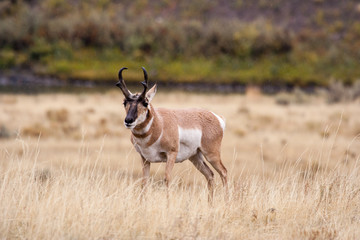 Antelope grazing in open field.