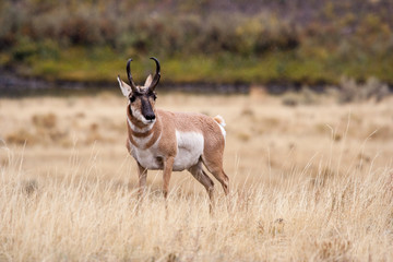 Antelope grazing in open field.