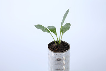 Fototapeta na wymiar vegetable growing