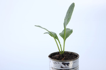 vegetable growing