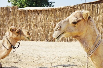 Dromedary camels in Dubai in the United Arab Emirates (UAE). 