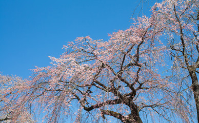 Beautiful cherry blossom sakura with nice blue sky