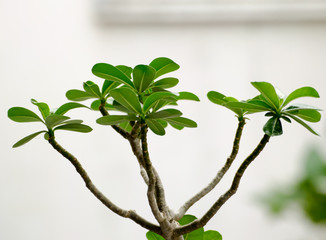 The leaves and branch of Impala Lily