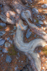Nevada-Great Basin National Park-large  spreading tree roots