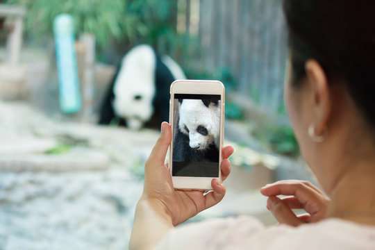 female taking panda photo