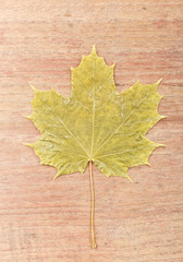 Maple Leaf on wood