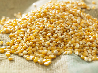 maize corn