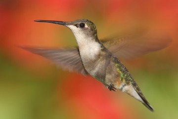 Fototapeta na wymiar Ruby-throated Hummingbird In Flight