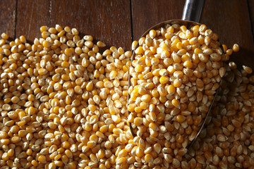 maize corn