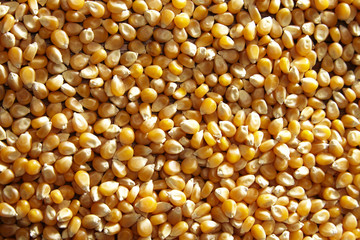 maize corn