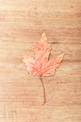 Naklejka na ściany i meble Maple Leaf on wood
