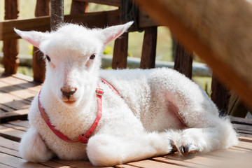 White lamb baby lying down in the wooden cage in the farm.