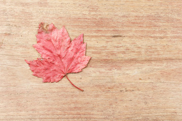 Naklejka na ściany i meble Maple Leaf on wood