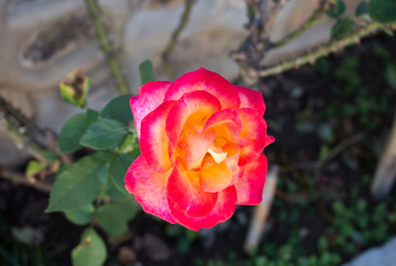 Pink rose is blooming in the garden