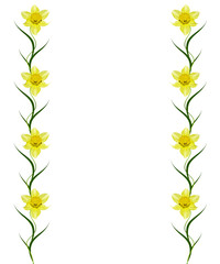 spring flowers narcissuses isolated on white background