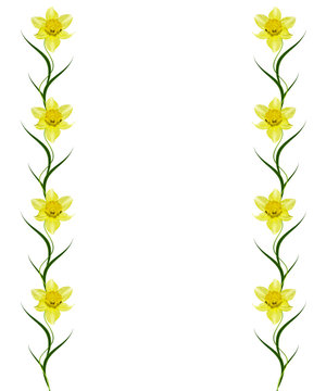 spring flowers narcissuses isolated on white background