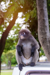Portrait of Dusky leaf monkey in national park