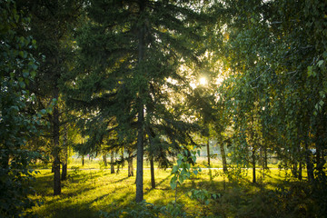 morning in a birch forest