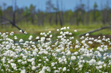 The plant cotton grass in  swamp in windy weather