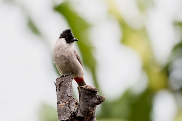 Sooty headed Bulbul