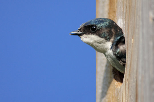 Tree Swallow In A Bird House