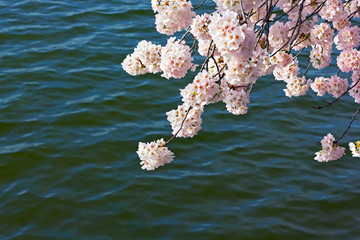 Cherry tree blooming branch against the waters of tidal Basin in Washington DC, USA. Morning sun on pink cherry flowers in spring.