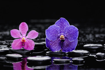 orchid with black stones on wet background