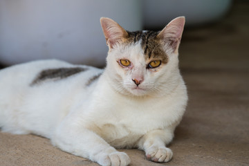 White cat recumbent outdoors