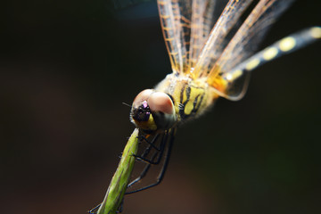 bugs and dragonfly on grass