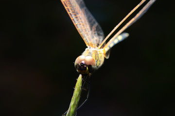 bugs and dragonfly on grass