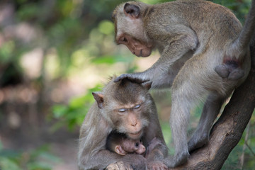 サルの親子の愛
