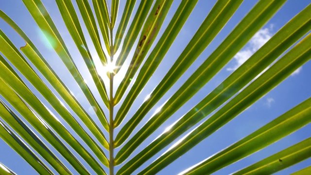 Tropical Palm Tree Leaf in Blue Sunny Sky