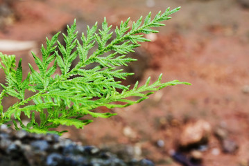 The image of fern growing on the rock