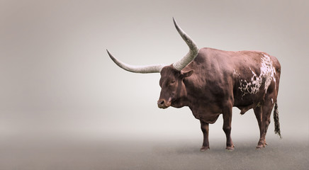 Beautiful, wild bull.