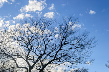 Fototapeta na wymiar Dry branches against the sky 