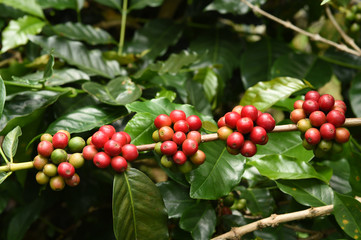 Coffee beans ripening on a tree.