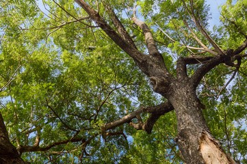 large branch tree in nature garden