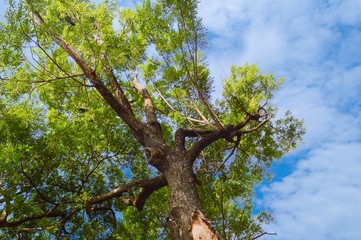 large branch tree in nature garden