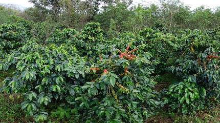 Coffee beans ripening on a tree.