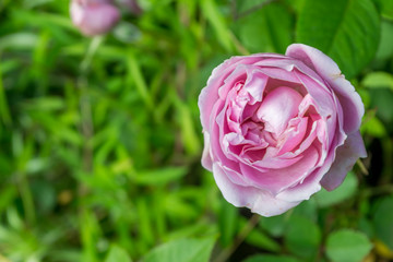 pink rose in Japanese garden