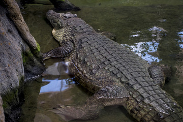 brown alligator resting on the sand beside a river
