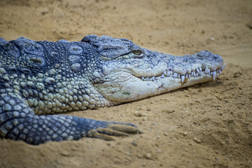 Obraz premium rough crocodile resting on the sand beside a brown river