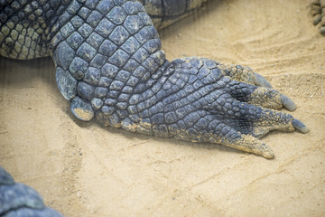 crocodile resting on the sand beside a brown river