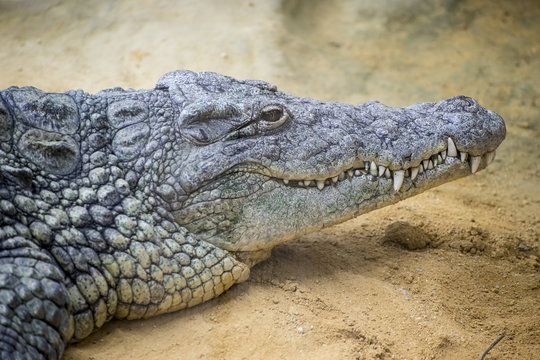 reptile, brown alligator resting on the sand beside a river