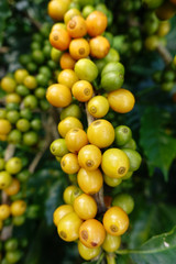 Yellow and green beans coffee on a tree.
