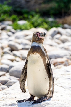 Magellanic Penguin (Spheniscus Magellanicus) In South America
